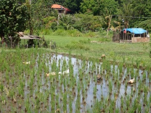 Les canards se baignent dans les rizières