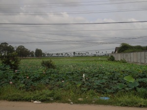 Ici il y a des champs de lotus. On peut ensuite les acheter dans les marchés : les fleurs sont mangées et les feuilles servent à emballer les aliments par exemple