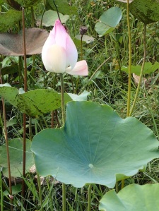 Des lotus