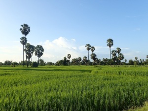 Des rizières